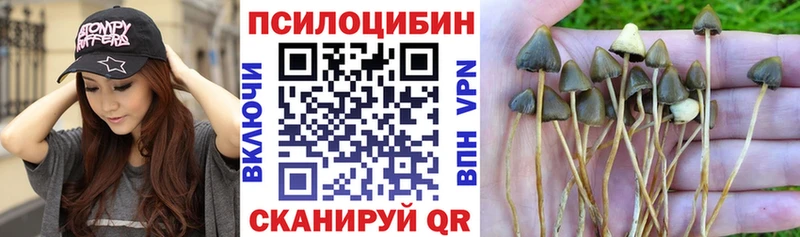 что такое   Вязники  ОМГ ОМГ ССЫЛКА  Галлюциногенные грибы Cubensis 