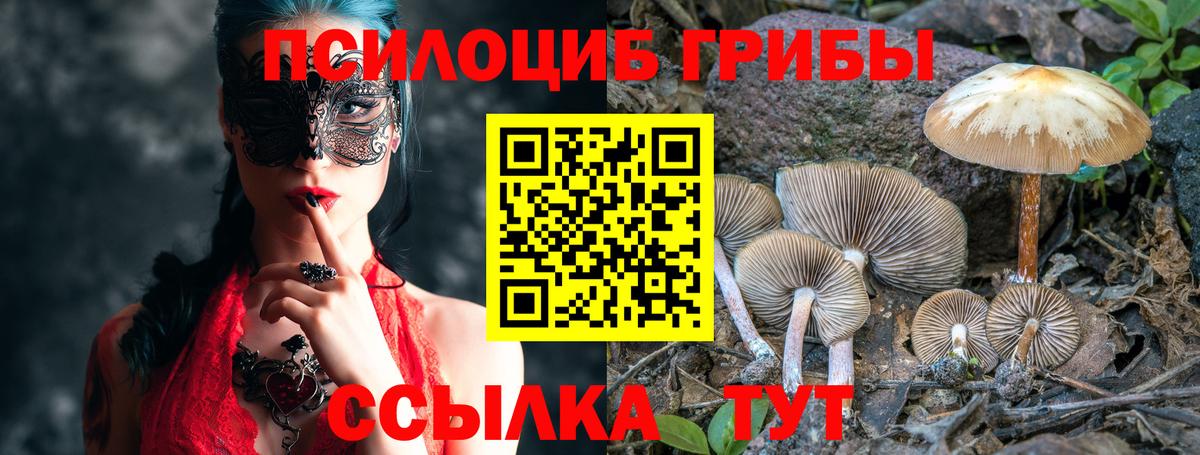 Псилоцибиновые грибы Psilocybe Вязники